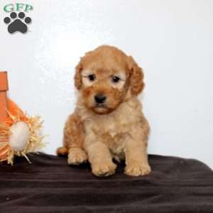 Patrick, Mini Goldendoodle Puppy